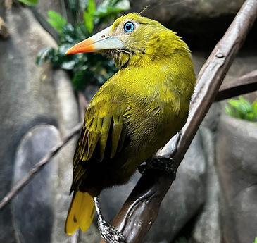 Perched blue and orange bird_edited.jpg