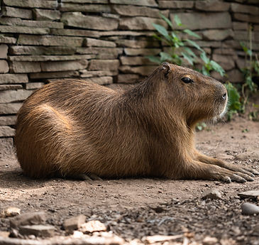 Perched blue and orange bird_edited.jpg