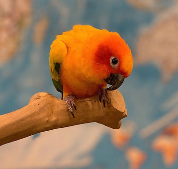 Perched blue and orange bird_edited.jpg