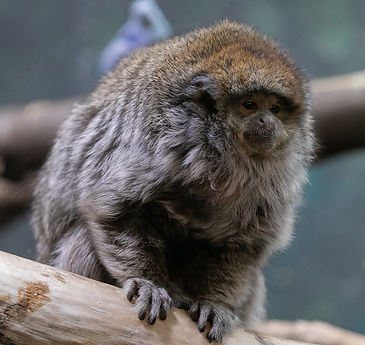 Perched blue and orange bird_edited.jpg
