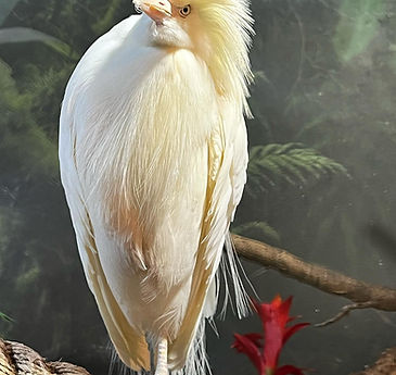Perched blue and orange bird_edited.jpg
