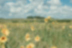 Native sunflowers in a field under a partly cloudy sky