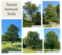 'Resilient Hardwoods' Bundle | 18-24" Bare Root: Black Cherry, Hackberry, Swamp White Oak, Bur Oak, American Linden