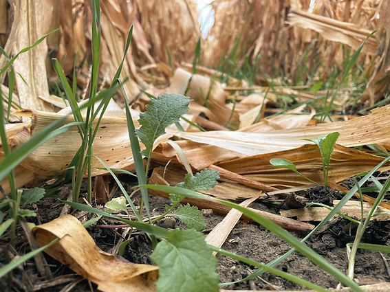 Green sprouts growing in a field with dried crop residue