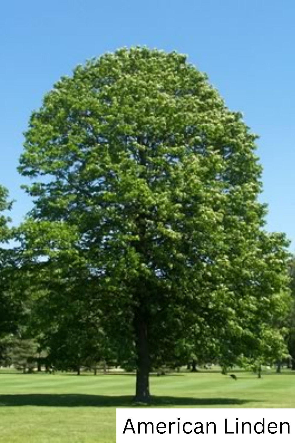 Thumbnail: Large, lush American Linden tree outdoors