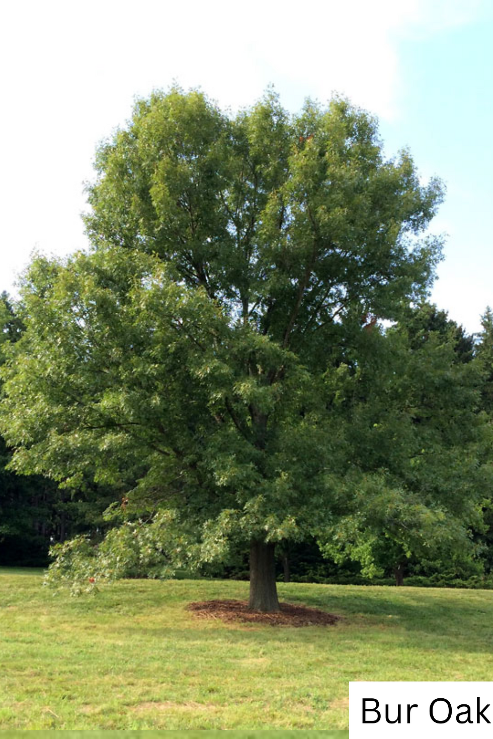 Thumbnail: Large, lush green Bur Oak
