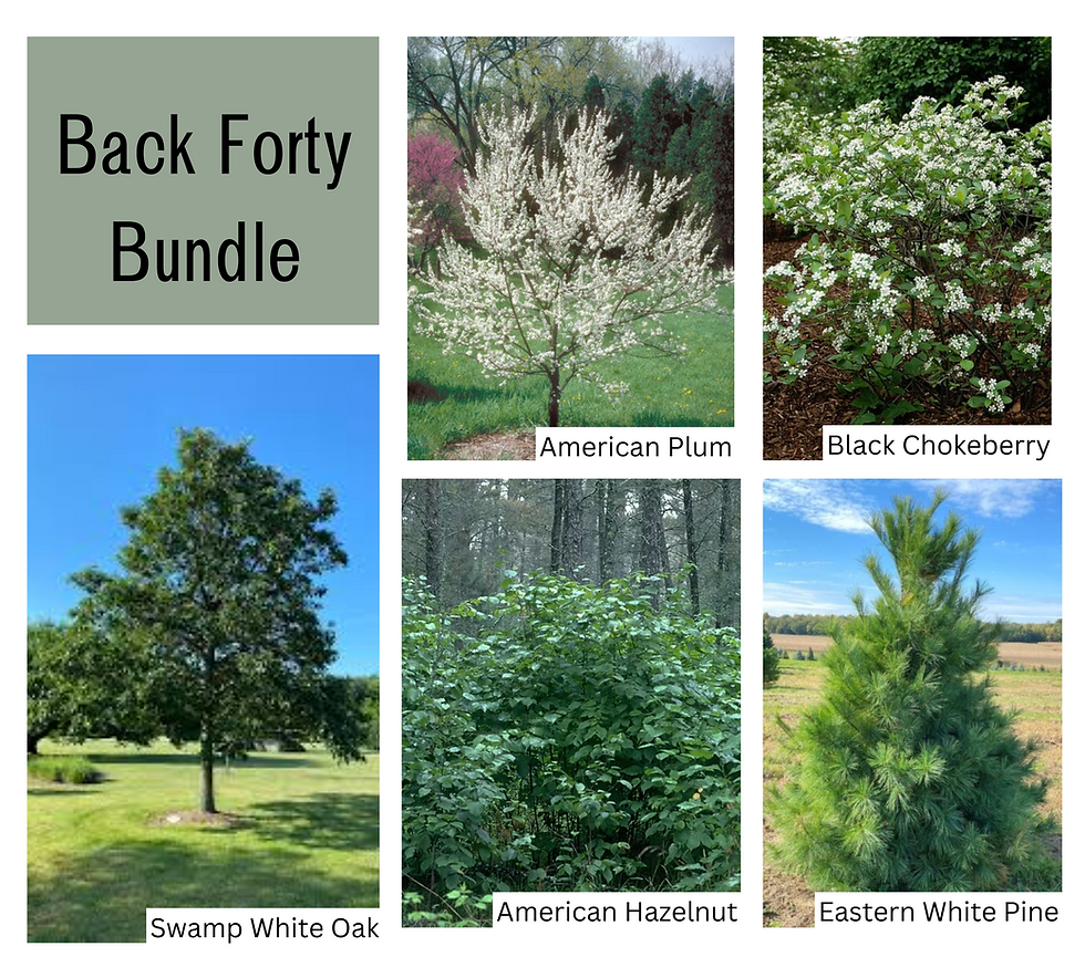 Back Forty Bundle with five trees