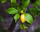 Les feuilles de citron, un trésor souvent oublié