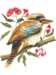 Kookaburra.jpg