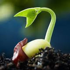 sprouting seed.jpg