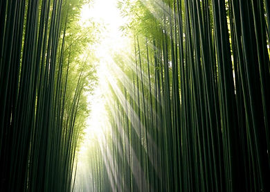exp-nature-BjYfvgsq (1).jpg