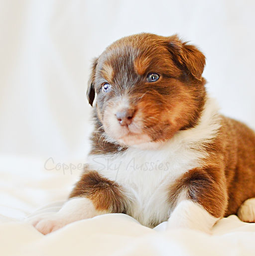 red tri pup.jpg
