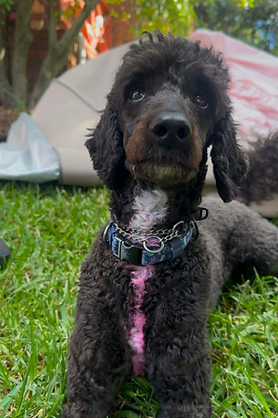 Show Up Dog Training - INDIE