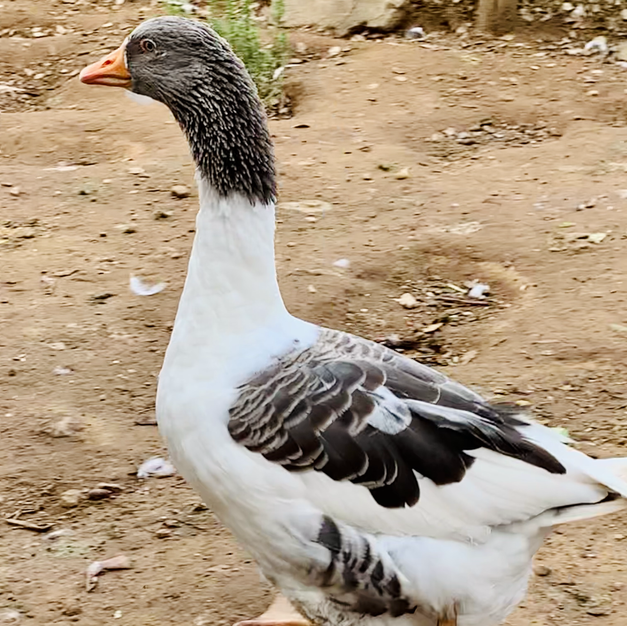 Goose