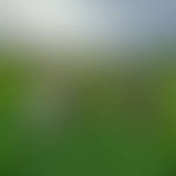 Dog in The Yarrow Valley Waiting to go for a walk