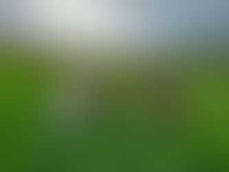 Dog in The Yarrow Valley Waiting to go for a walk