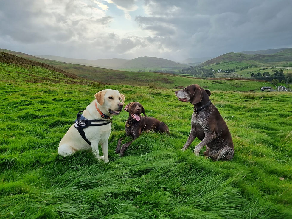 Dog in The Yarrow Valley Waiting to go for a walk
