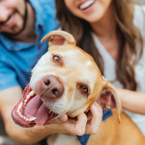 Coxhall Gardens, Carmel IN Engagement Session / Taylor & Alex