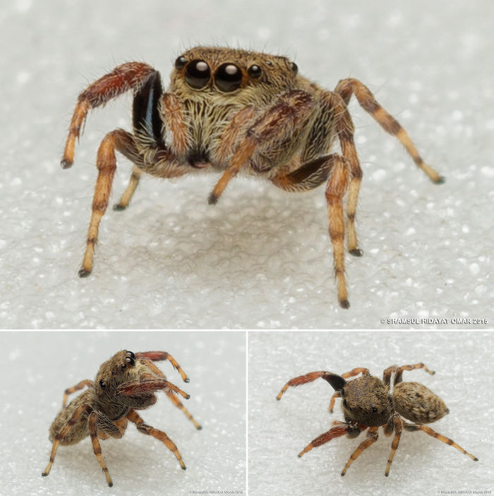 Unidentified sp. ♀ (Selangor)