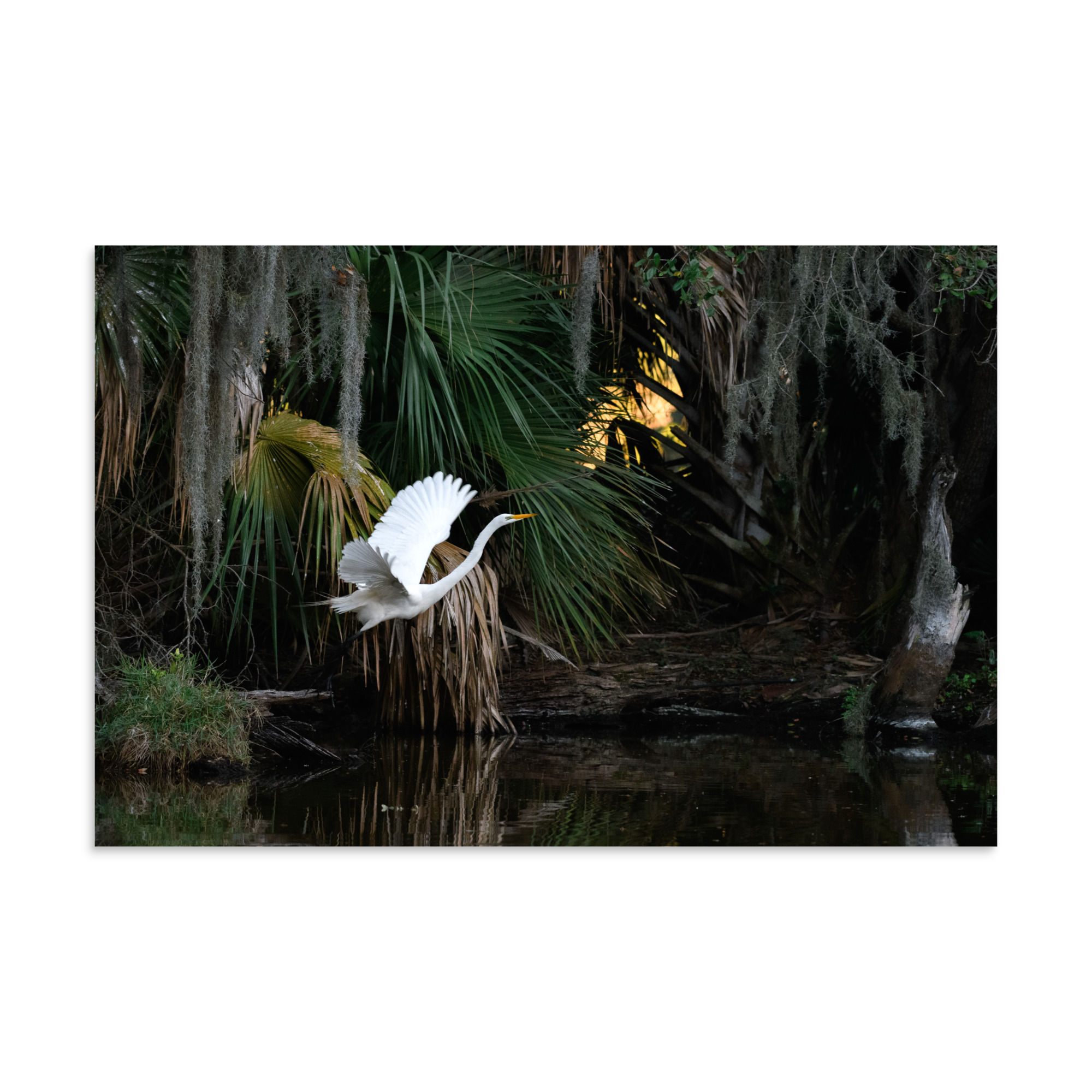 2026 Collection 1 - Great Egret 16x24