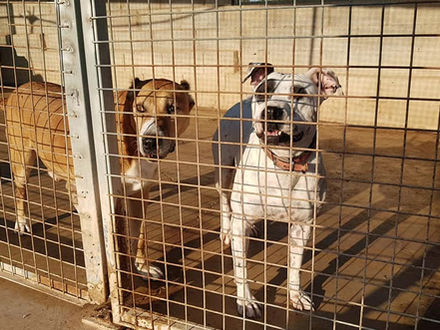 Endspurt für die Hunde in Spanien