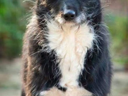 Pensionspaten für Hunde aus Polen gesucht!!