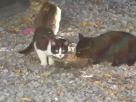 Hungernde Straßenkatzen in Mönchengladbach