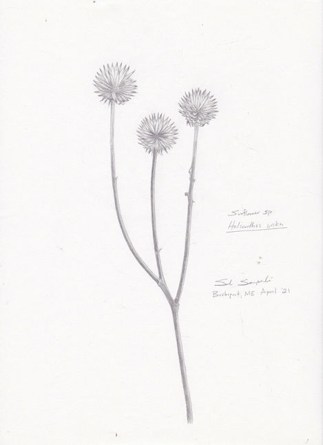 Sunflower app