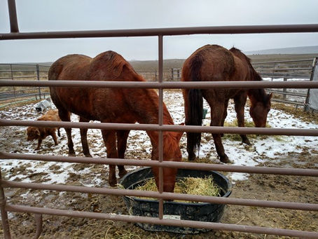 The adventure continues. Rather than bringing home Valentino, we brought home Valentino AND Nisses,