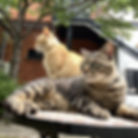 キュッキュとペッペ