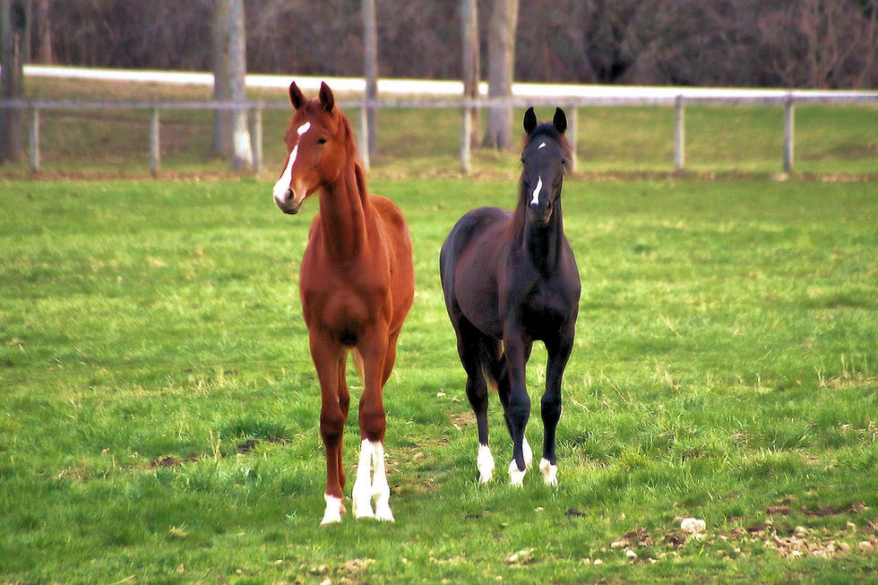 Youngster's Paddock