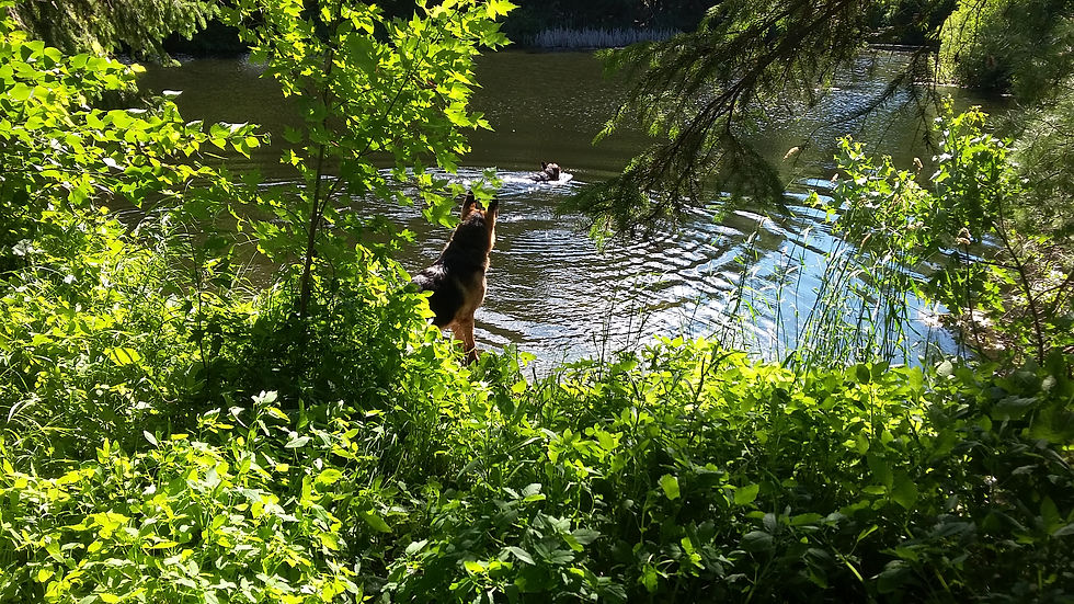 Pond