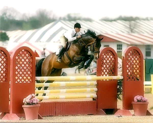 Merlin WF (Reg. Magic)