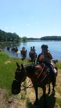horse group out of water.webp
