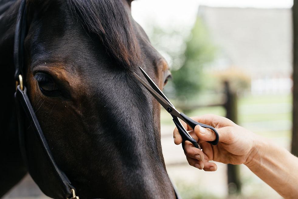 סט מספריים לחיות