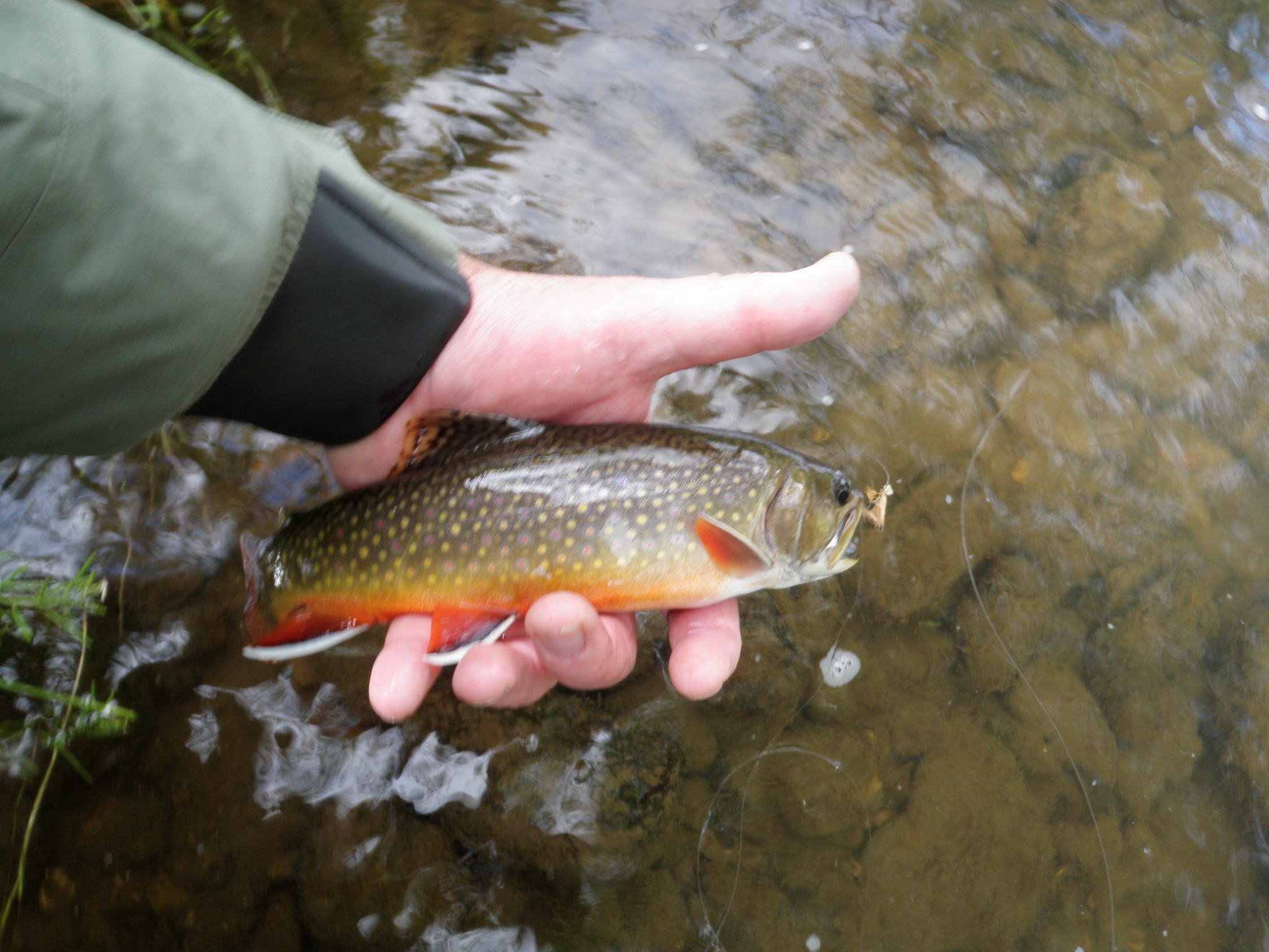 Brook Trout