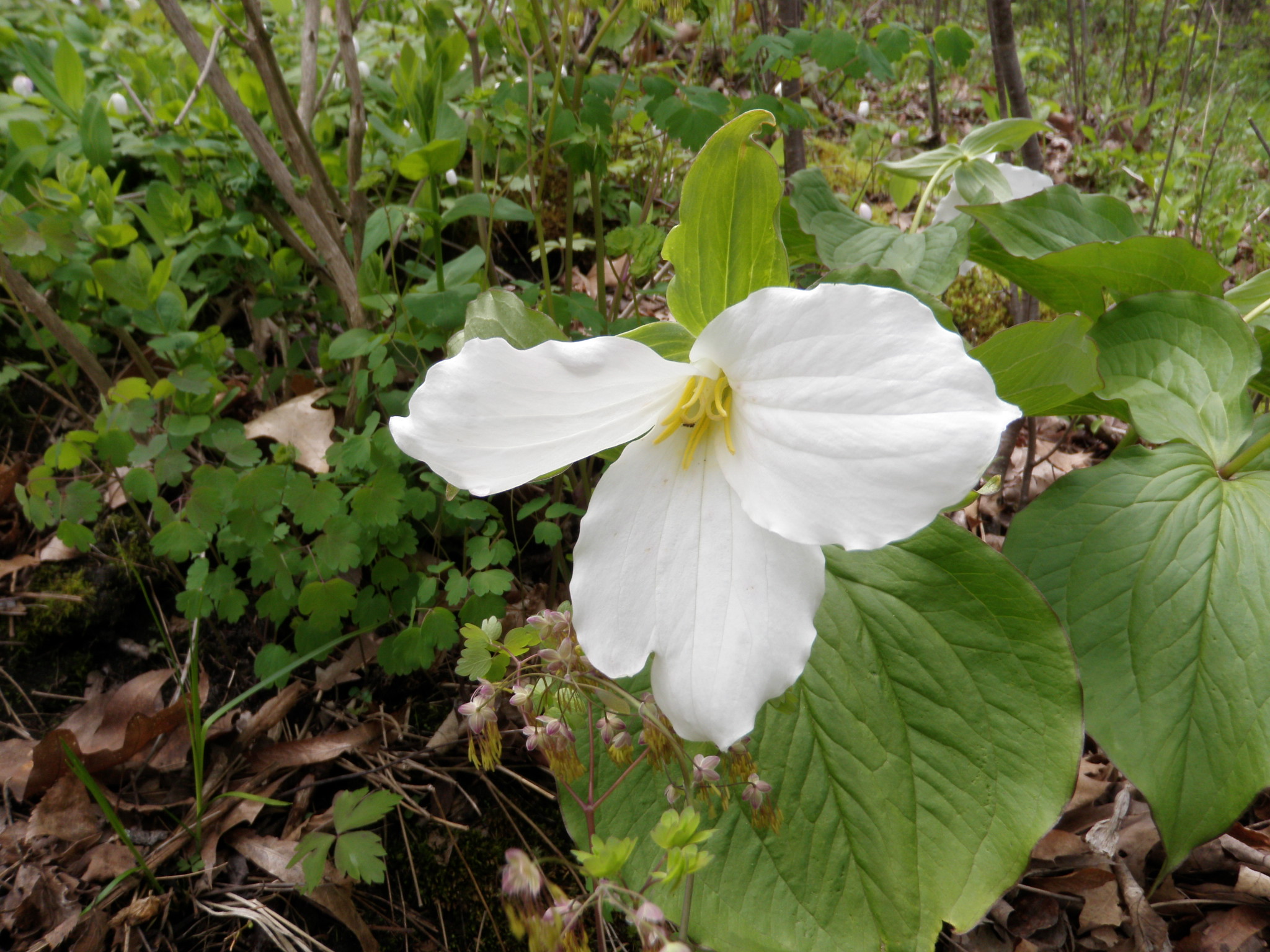 Trillium