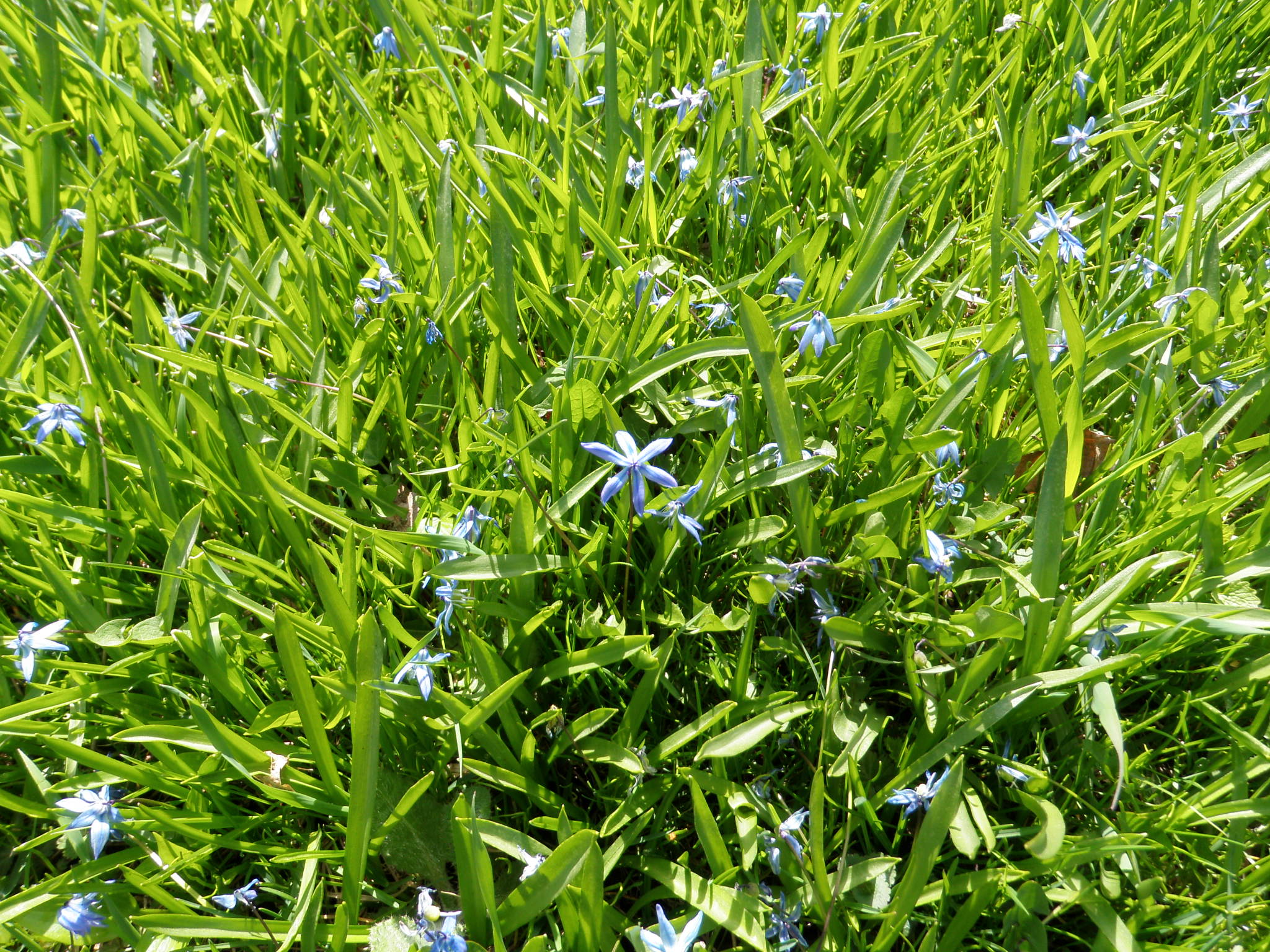 Streamside flowers