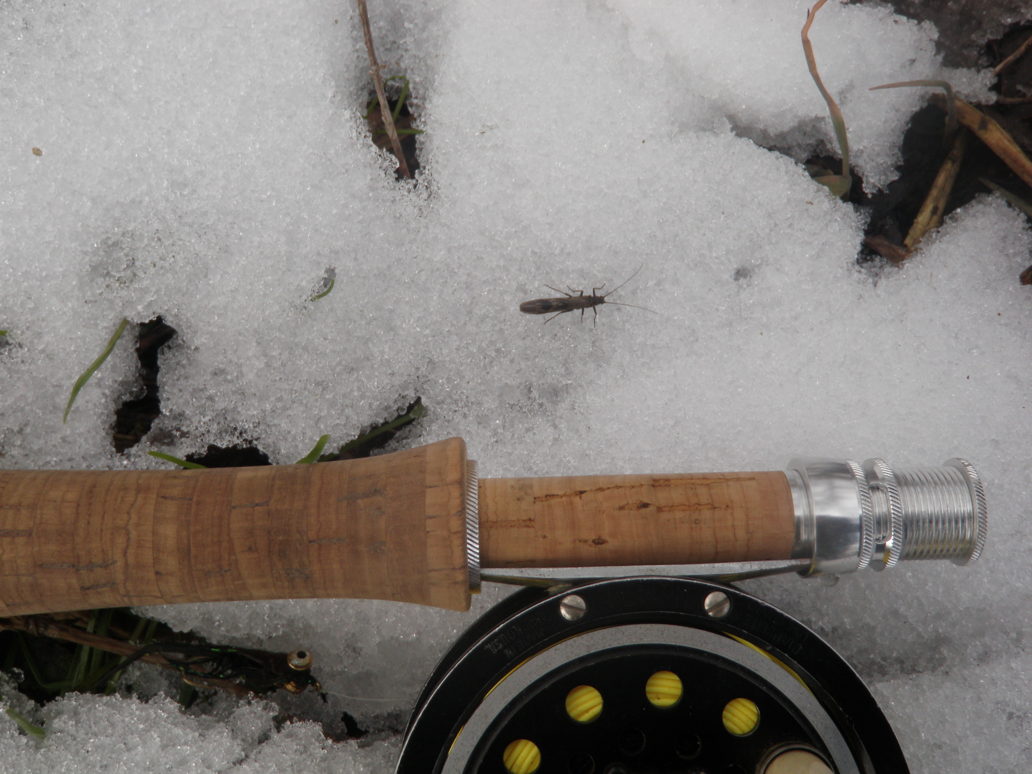 Stonefly