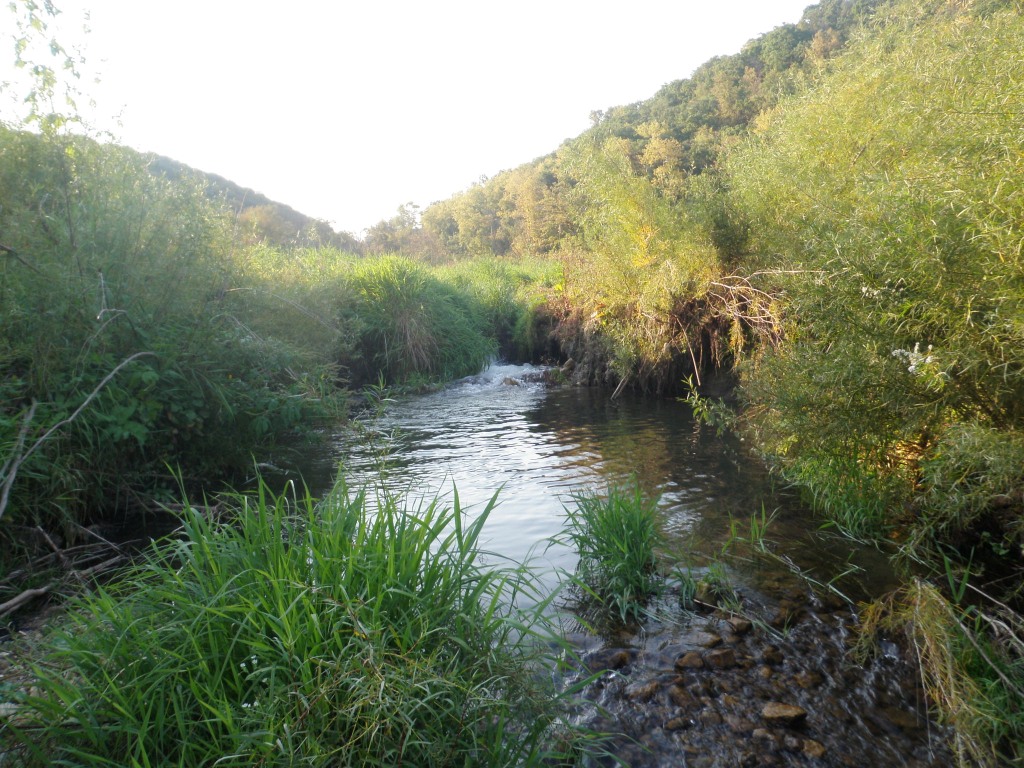 Driftless in fall