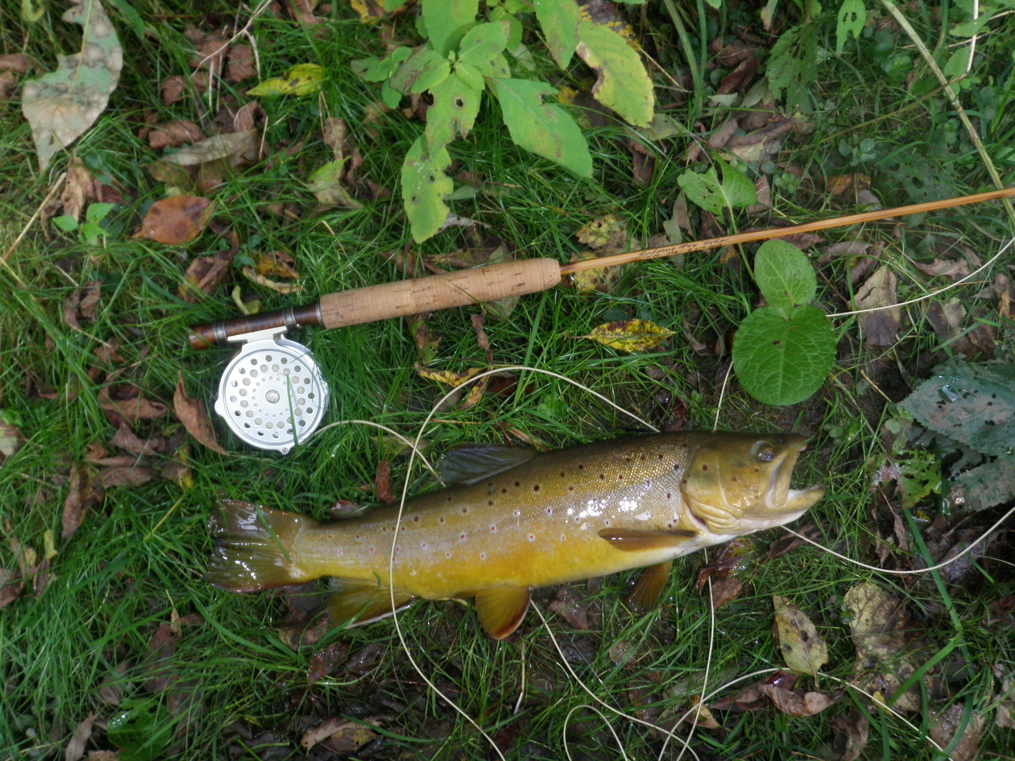 Butter and Honey brown trout