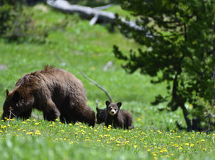 Black Bear encounter Yellowstone National Park!
