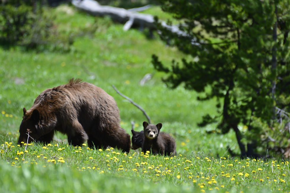 Black Bear encounter Yellowstone National Park!