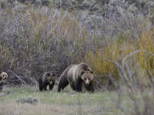 Bear encounter in Grand Tetons!