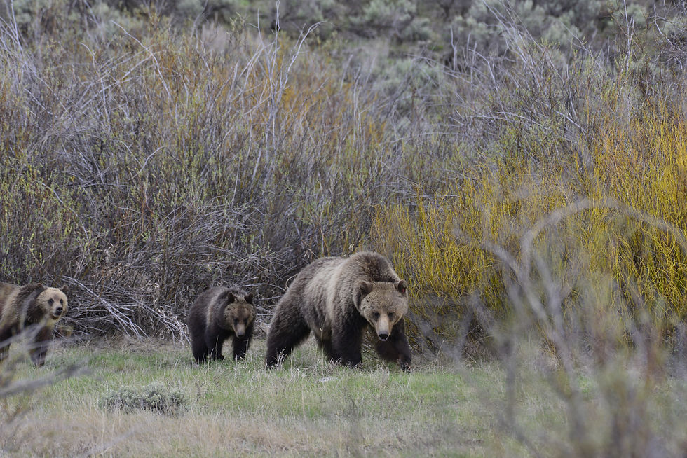 Bear encounter in Grand Tetons!