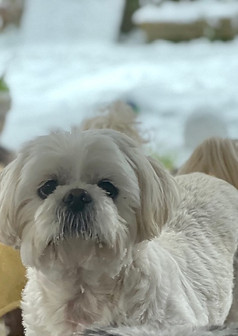 SHIH TZU TEDDY.jpg