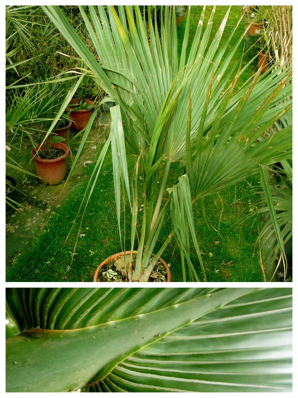Sabal Palmetto