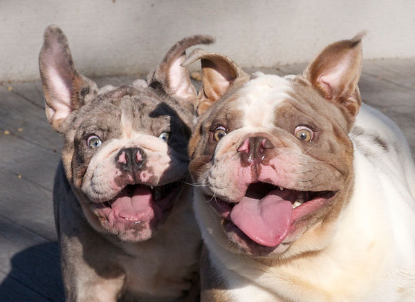Darr's Bullies Rare & Exotic English Bulldog Pups