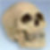 Ceramic Skull