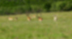 exotics in pasture